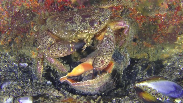 Warty crab or Yellow shore crab (Eriphia verrucosa) extracts the snail meat from the shell Veined Rapa Whelk (Rapana venosa), medium shot.
