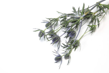 エリンジューム