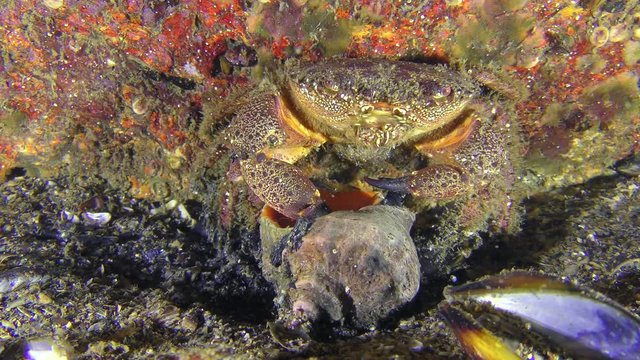 Warty crab or Yellow shore crab (Eriphia verrucosa) holds wiht claws shell of Veined Rapa Whelk (Rapana venosa), medium shot.
