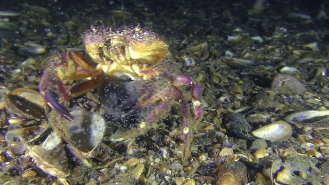 Reproduction Warty crab or Yellow shore crab (Eriphia verrucosa): the female throwing eggs into the water column by abdomen moves, then leaves the frame.
