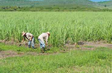 Kubanische Bauer und Erntehelfer auf dem Zuckerrohrfeld beim Ernten in Santa Clara - Serie Cuba Reportage