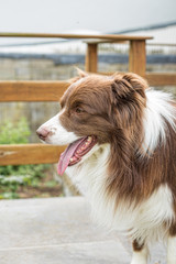 Border collie shepherd dog portrait outdoors in belgium