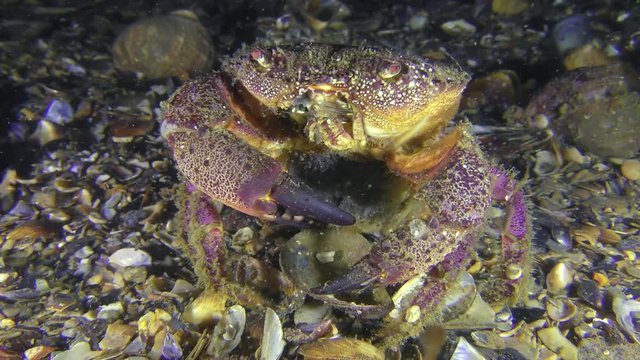 Spawning of Warty crab or Yellow shore crab (Eriphia verrucosa): the female throwing eggs into the water column by abdomen moves, front view.
