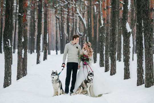 Beautiful bride and groom with two siberian husky are posed on background of snowy forest. Artwork