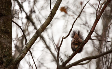 Scoiattolo su ramo di albero nel bosco che osserva curioso