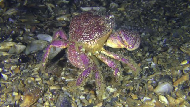 Reproduction Warty crab or Yellow shore crab (Eriphia verrucosa): the female protruding its abdomen crawls along the bottom, rear view.
