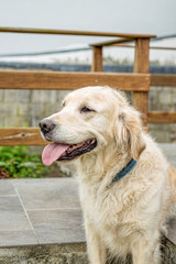 golden retrievers dog portrait outdoors in belgium