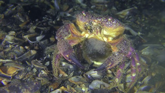 Spawning of crab (Eriphia verrucosa): the female throwing eggs into the water column by abdomen moves, front view.
