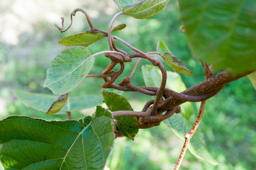 Ramo di kiwi
