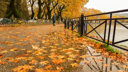 rain leaves trees in Ioannina city greece winter