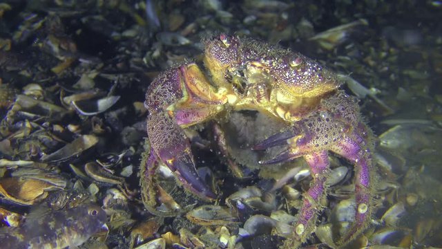 Spawning of crab (Eriphia verrucosa): the female throwing eggs into the water column by abdomen moves, then leaves the frame.
