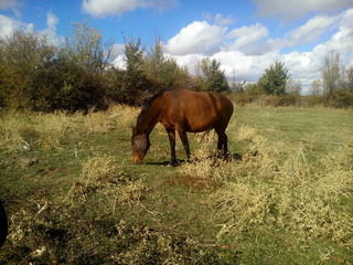Caballo marron alimentandose.