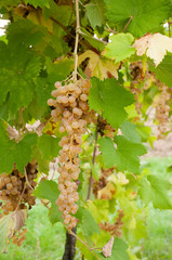 Grappolo di albana di romagna
