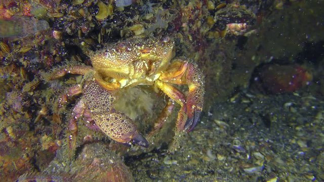 Spawning of crab (Eriphia verrucosa): the female sits on a rock and the movement of the abdomen throws eggs into the water column.
