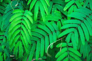 leaf background
