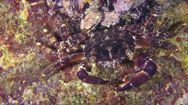 Marbled rock crab (Pachygrapsus marmoratus) is masked on the seabed.
