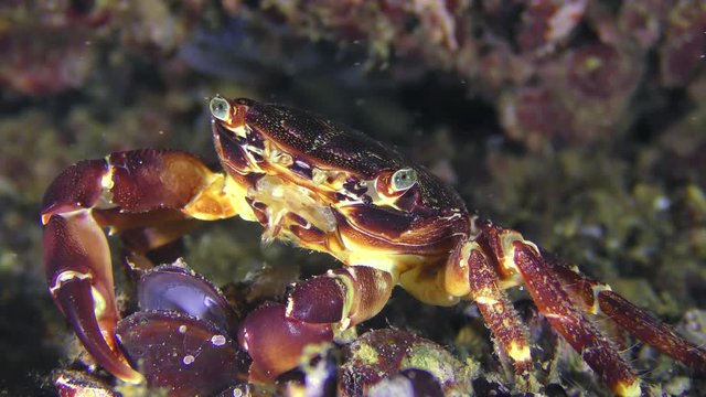 Crab (Pachygrapsus marmoratus) eats mussel meat from an open shell.
