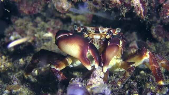 Crab (Pachygrapsus marmoratus) tries to get the meat from the mussel open shell.
