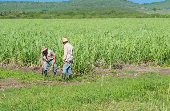 Kubanische Bauer und Erntehelfer auf dem Zuckerrohrfeld beim Ernten in Santa Clara - Serie Cuba Reportage
