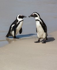 African Penguins at the Sea Shore