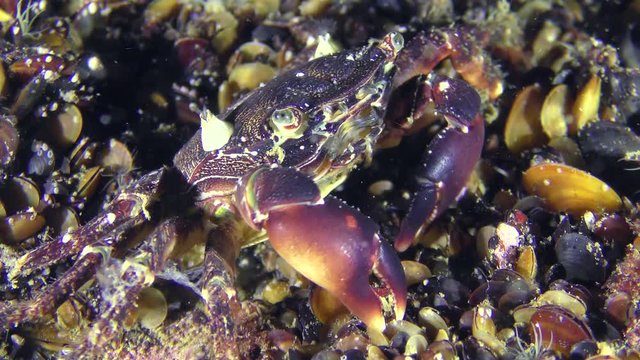 Marbled rock crab (Pachygrapsus marmoratus) is looking for food at the bottom covered with mussels, close-up.
