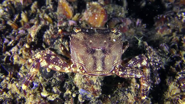 Marbled rock crab (Pachygrapsus marmoratus) eats something, rear view.
