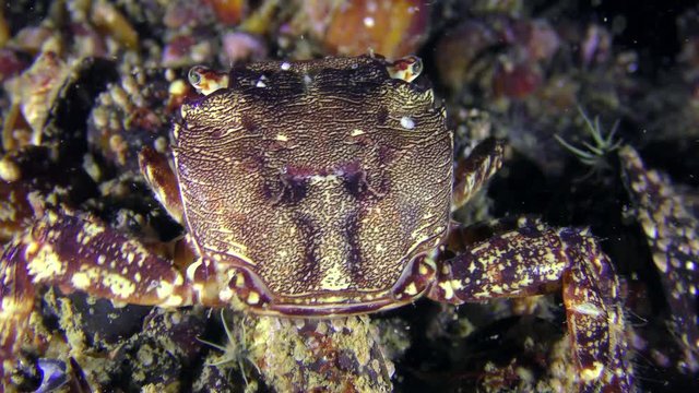 Marbled rock crab (Pachygrapsus marmoratus) eats something, rear view, close-up.
