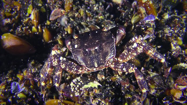 Crab (Pachygrapsus marmoratus) eats something, then slowly creeps out of the frame.
