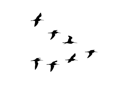 Black-tailed godwit (Limosa limosa) in flight. Vector silhouette a flock of birds 