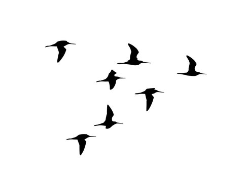 Black-tailed godwit (Limosa limosa) in flight. Vector silhouette a flock of birds 