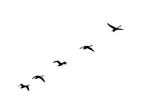Whooper Swan (Cygnus cygnus) wedge in flight. Vector silhouette a flock of birds 