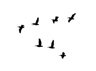 Dalmatian pelican (Pelecanus crispus) wedge in flight. Vector silhouette a flock of birds 