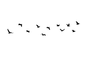 Dalmatian pelican (Pelecanus crispus) wedge in flight. Vector silhouette a flock of birds 