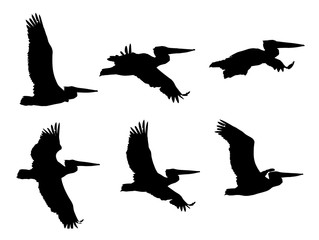 Dalmatian pelican (Pelecanus crispus) in flight silhouettes set - obrazy, fototapety, plakaty