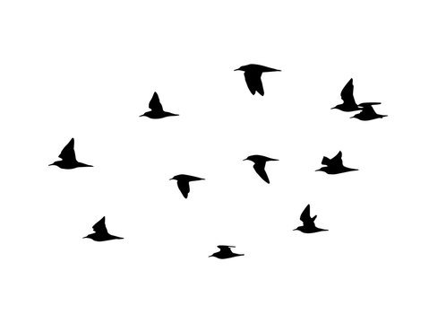 Ruff (Calidris pugnax) in flight. Vector silhouette a flock of birds 
