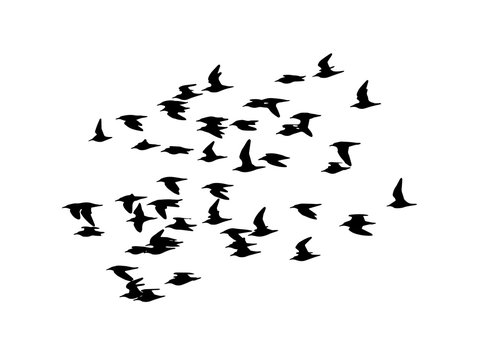 Ruff (Calidris pugnax) in flight. Vector silhouette a flock of birds 