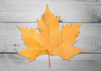 Obraz premium Autumn.