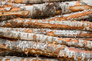 Birch round logs stacked in pile