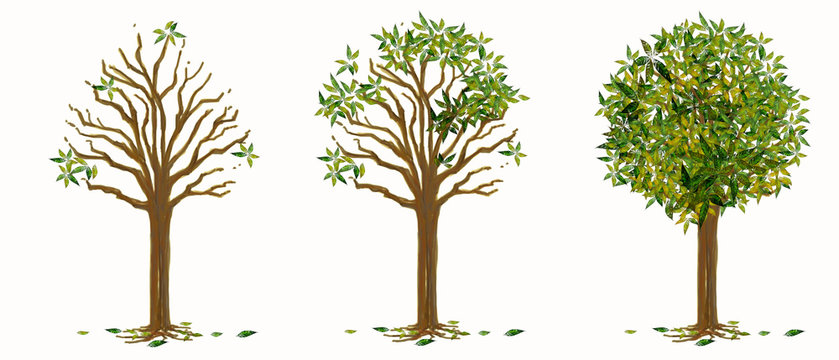 Tree with 3step to Autumn isolate and clipping paths graphic design