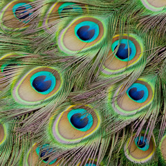 Beautiful bird male peacock plumes close up