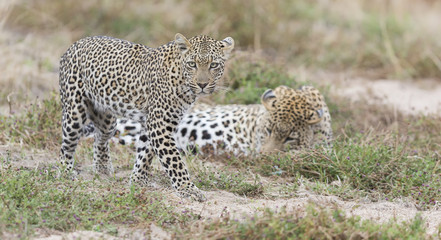 Male and female leopard getting together for mating in nature