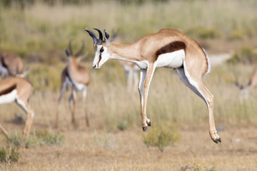 Naklejka na ściany i meble Springbok herd prancing on a plain in the Kgalagadi