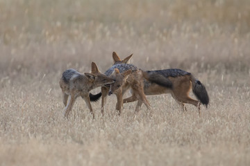 Three Black Backed Jackals playing in Kalahari on a plain