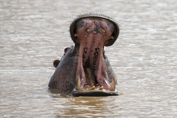 Fototapeta na wymiar One hippo in water yawn with a large open mouth