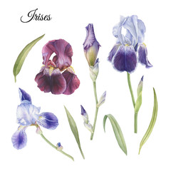 Flowers set of hand drawn watercolor iris and leaves