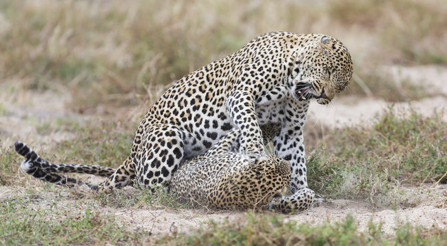 Female leopard slaps male while mating on grass in nature