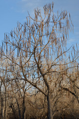 Winter bare honey locust tree with dry pods still on branches