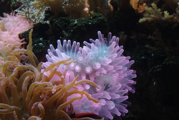 Leuchtende Korallen und Algen unter dem Meer im Wasser