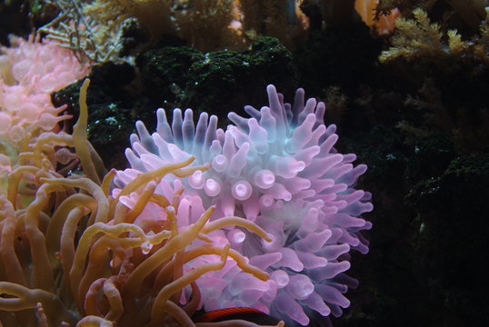 Leuchtende Korallen und Algen unter dem Meer im Wasser