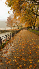 Naklejka premium rain leaves trees in Ioannina city greece winter